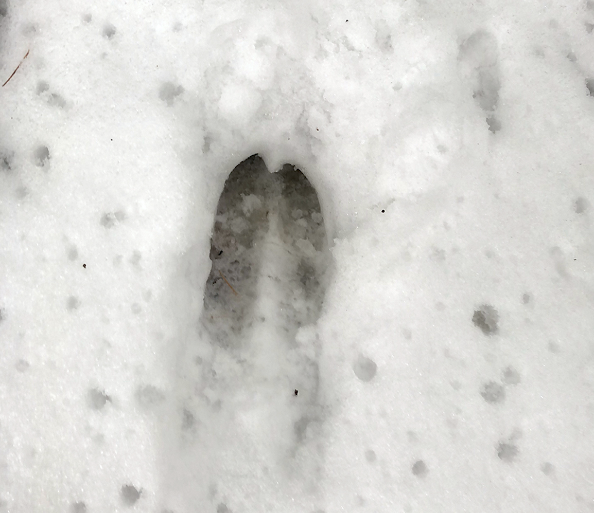 A whitetail deer track in the snow