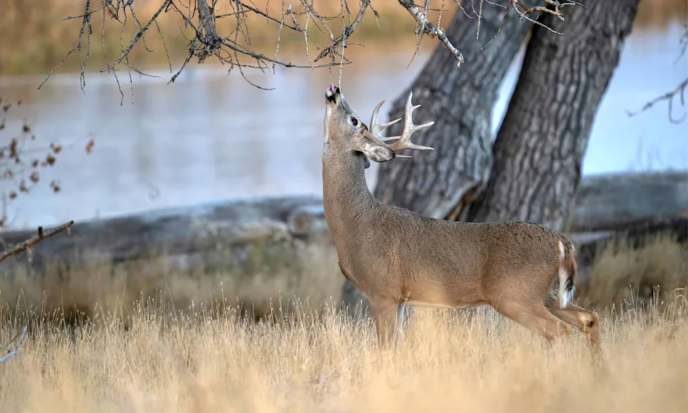 A buck works the licking branch over a fresh scrape.