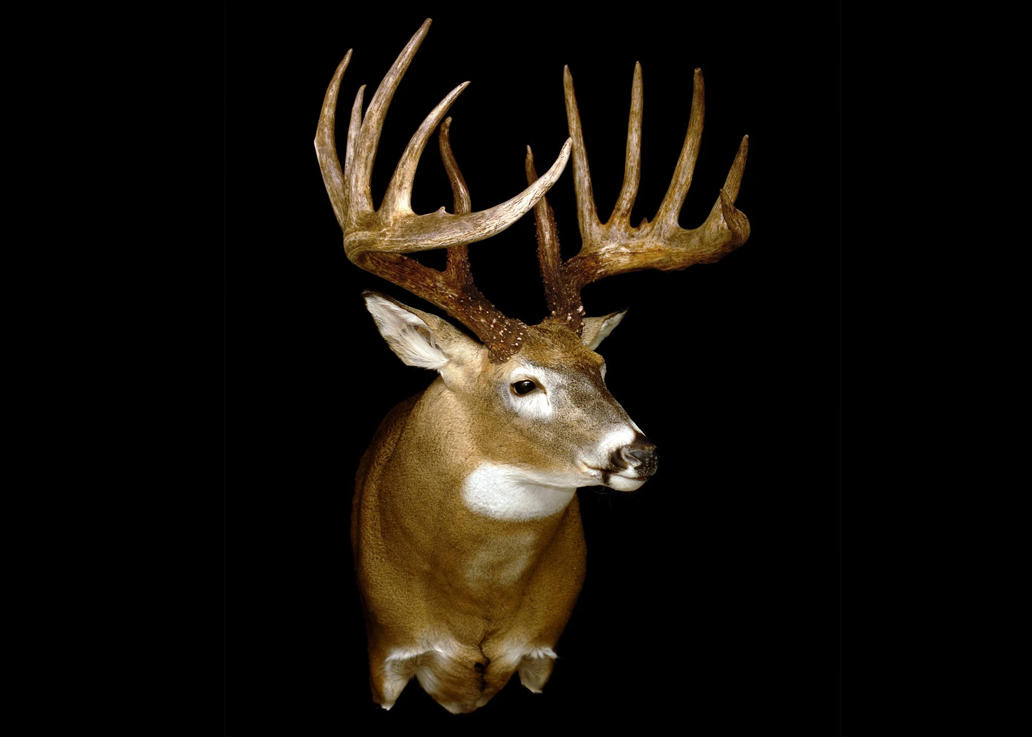 photo of most famous whitetail deer no. 11