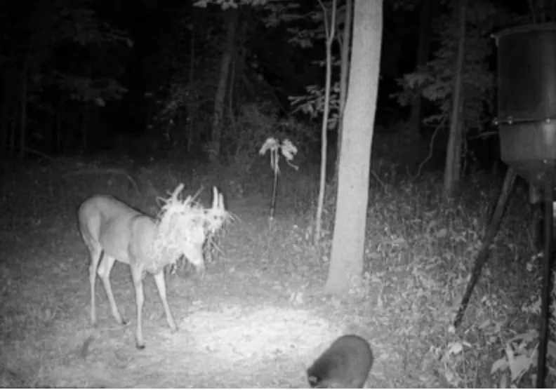 Trail camera photo of a whitetail buck with branches stuck in his antlers