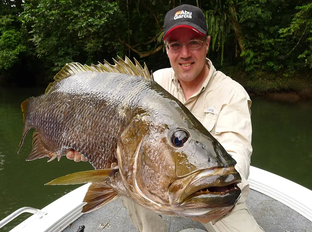 A Niugini black bass caught in the clean waters of Papua New Guinea.