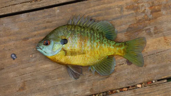 bluegill-1