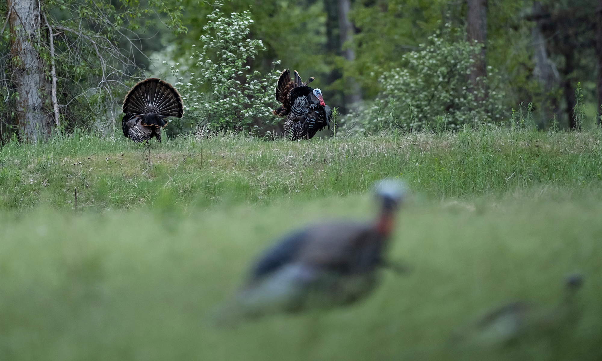 An out-of-focus turkey decoy with a pair of tom turkeys strutting in the background. 