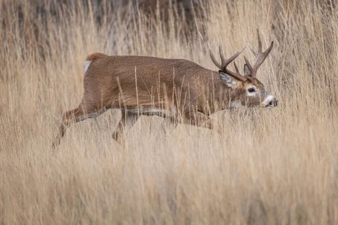 A whitetail buck chases a doe through tall tan grass.