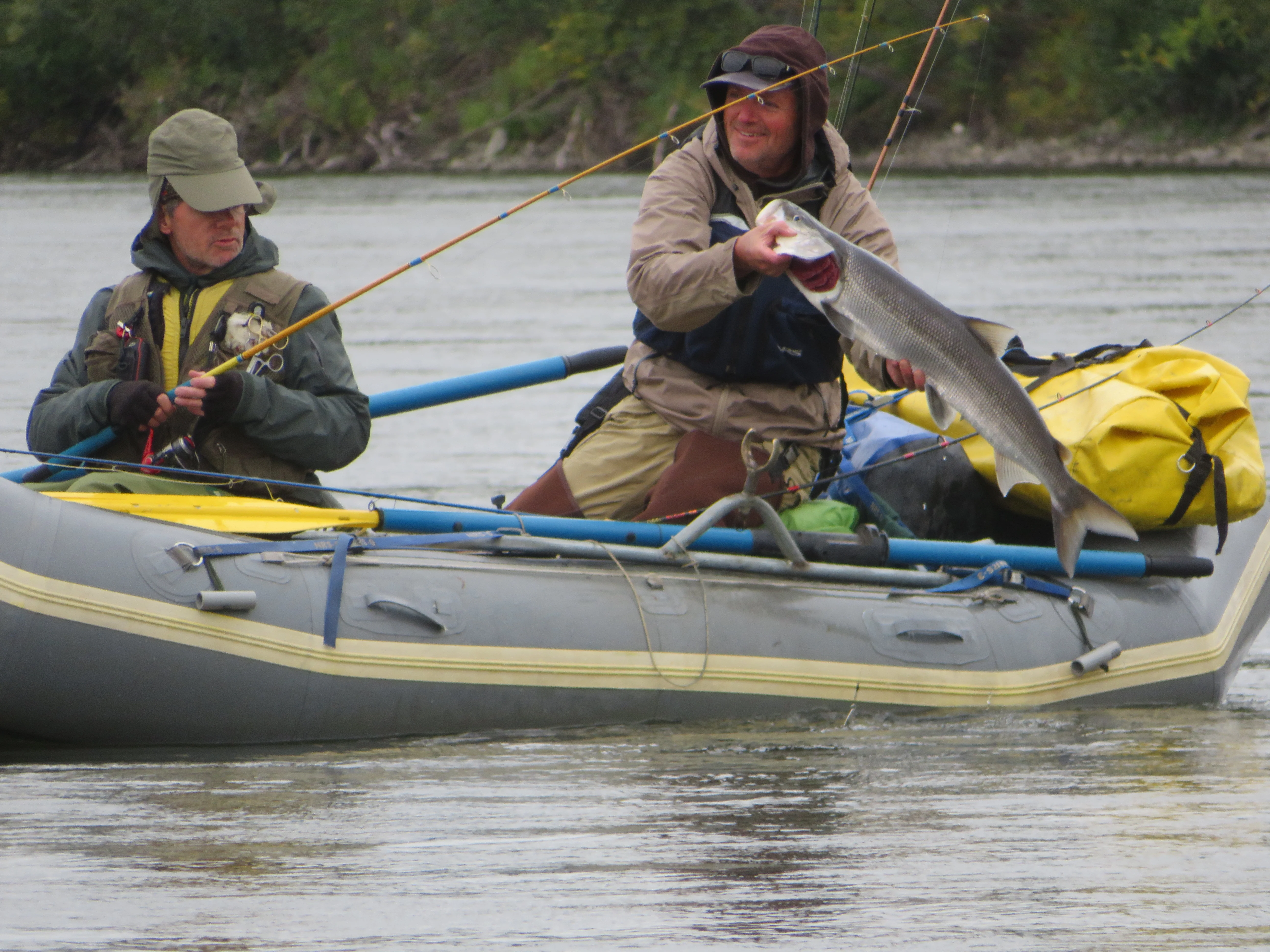 Fishing for sheefish on the Kobuk River. 