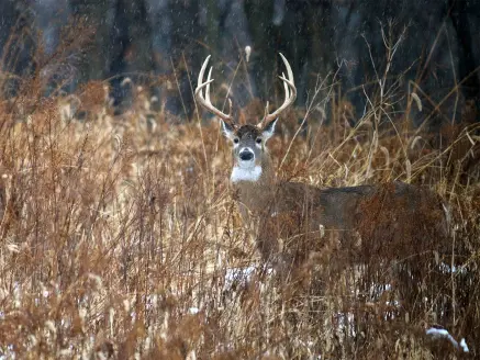 A whitetail deer walks through tall grass and the snow.