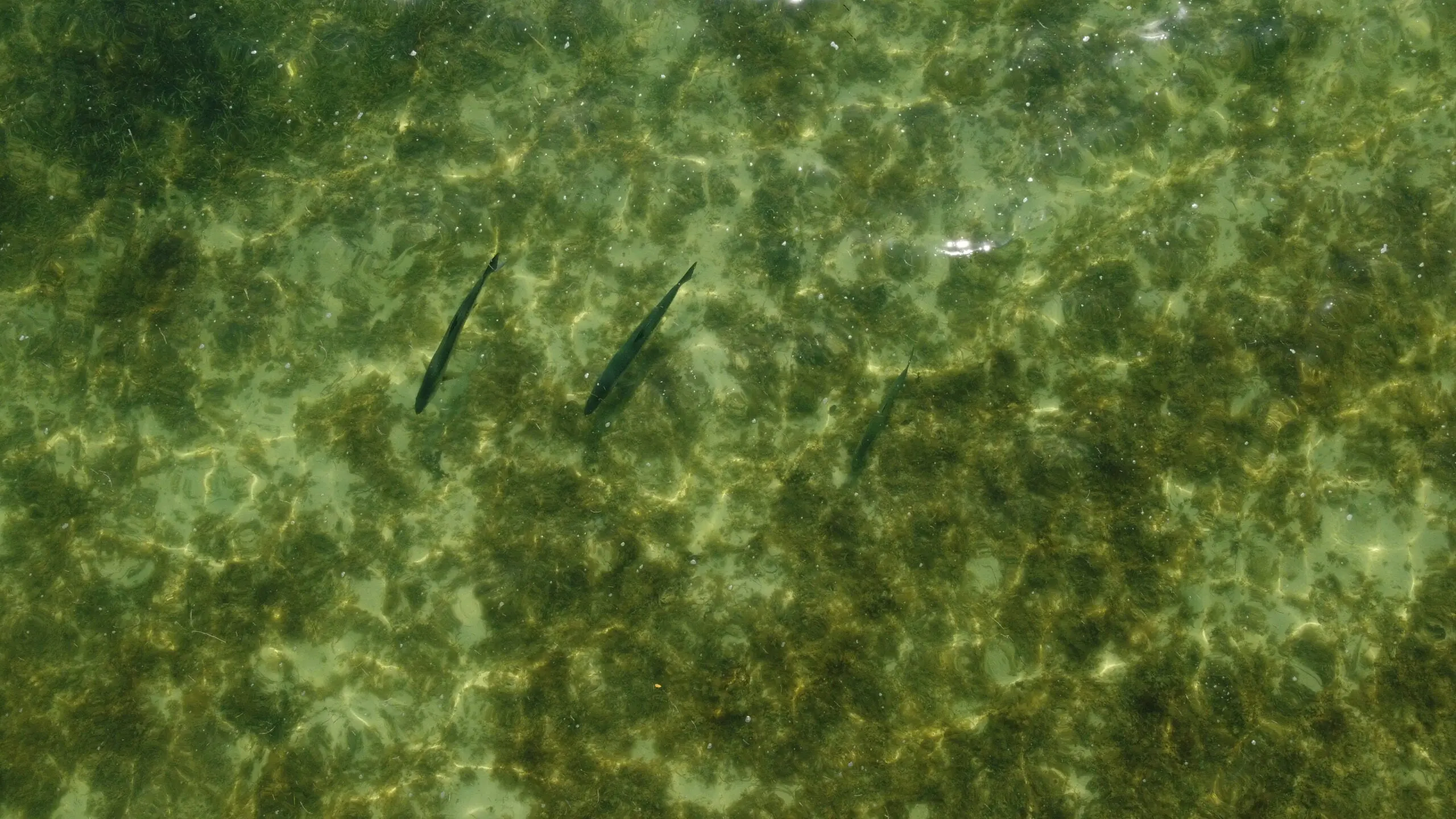 three tarpon on a flat