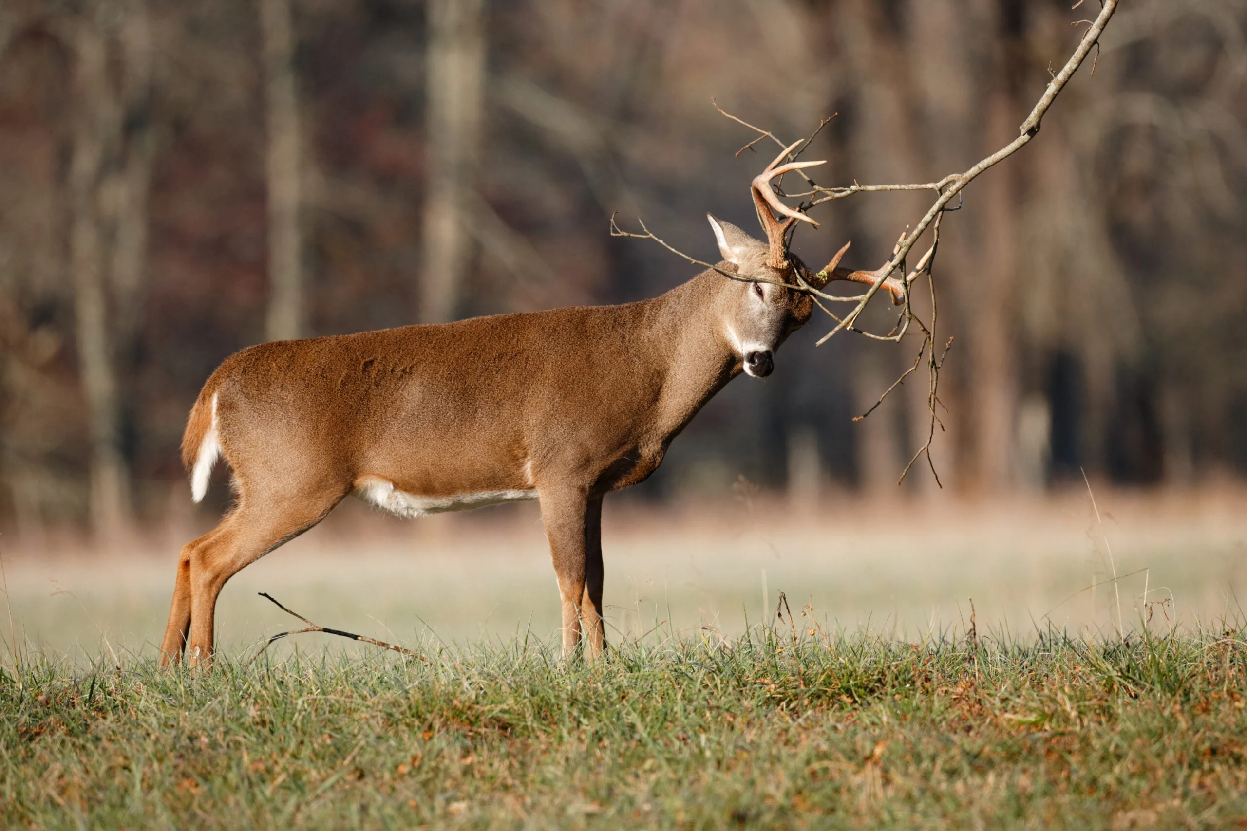 a buck works the licking branch of a field-edge scrape