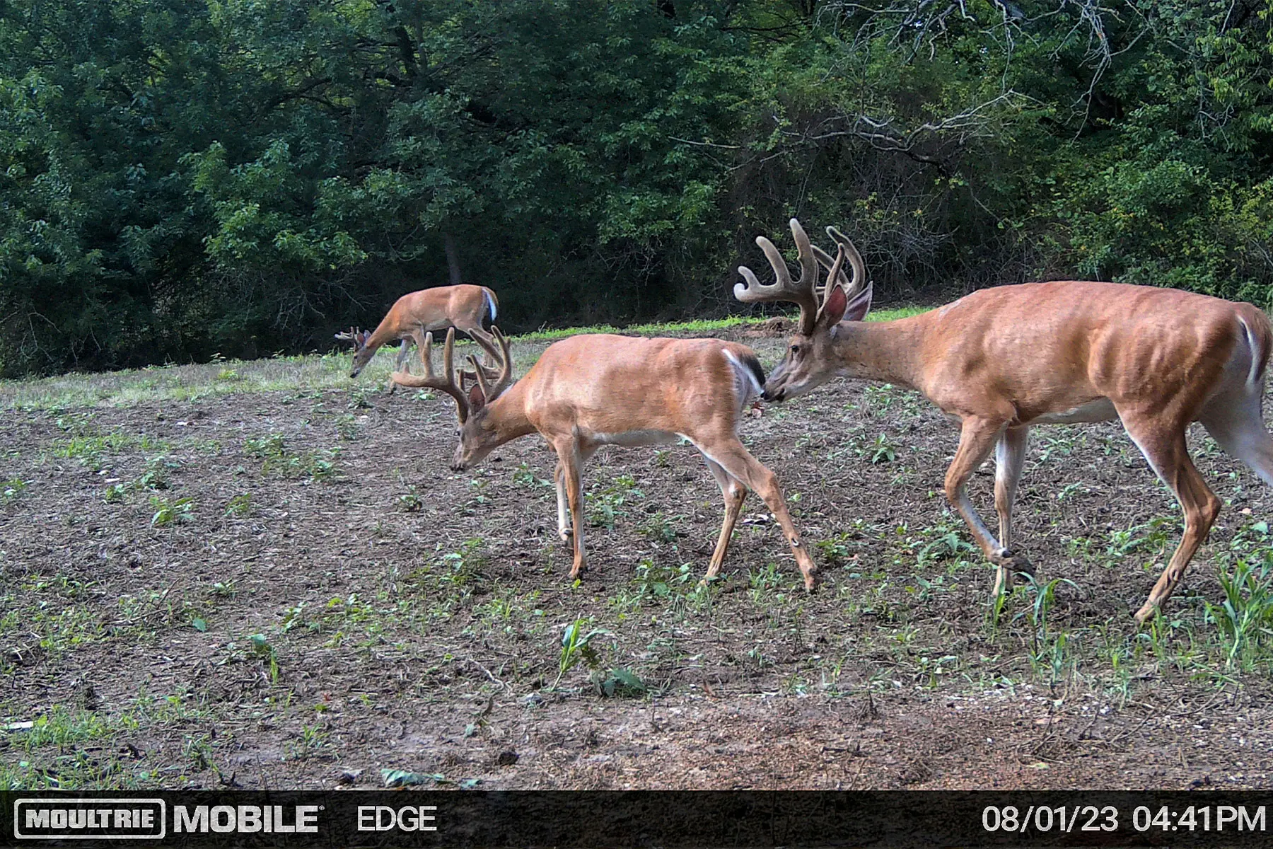 Three whitetail bucks are caught on trail camera cruising through a food plot. 