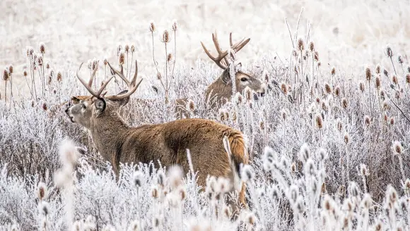 photo of winter buck