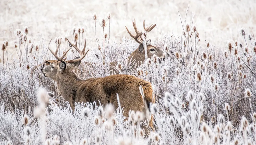 photo of winter buck