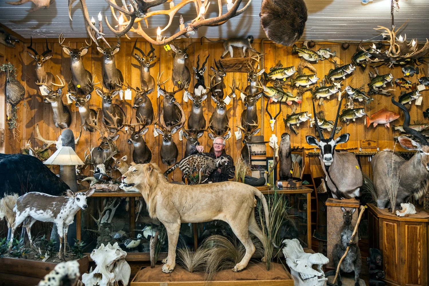 Interior of taxidermy shop.