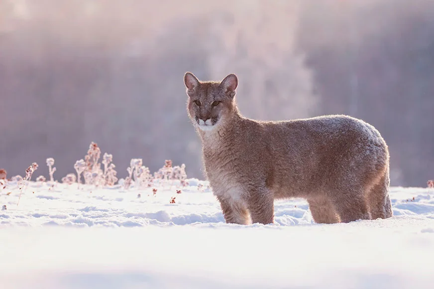 A mountain lion stands in a snowy field.