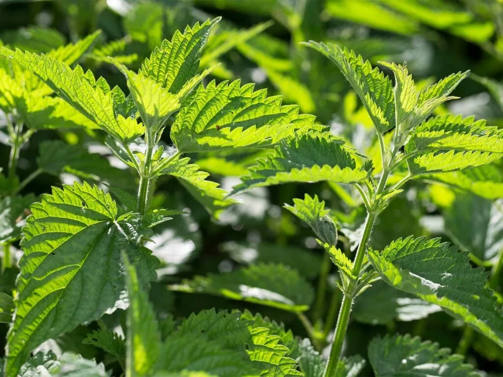 stinging nettles