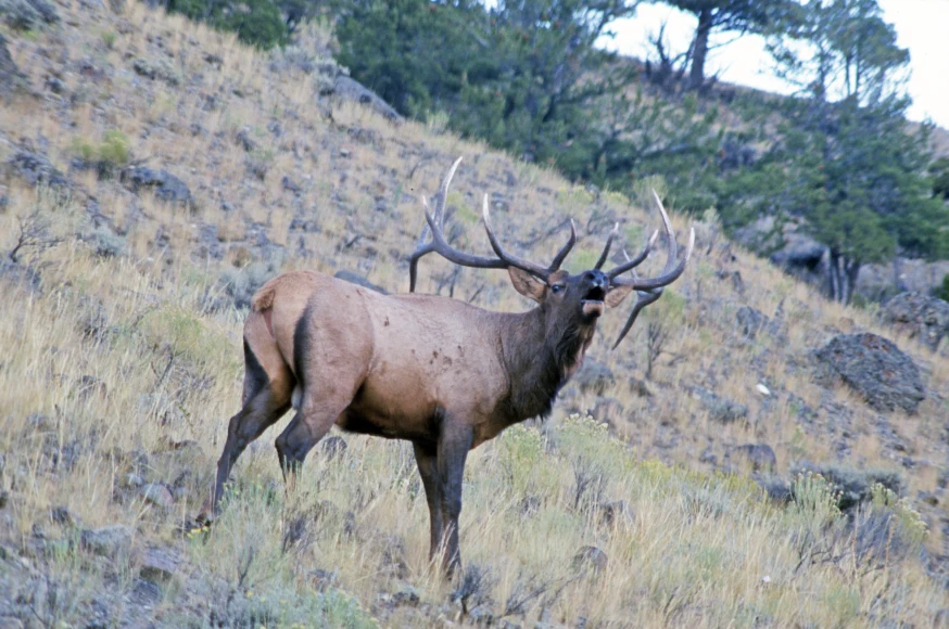 Bull elk bugles on the side of a mountain