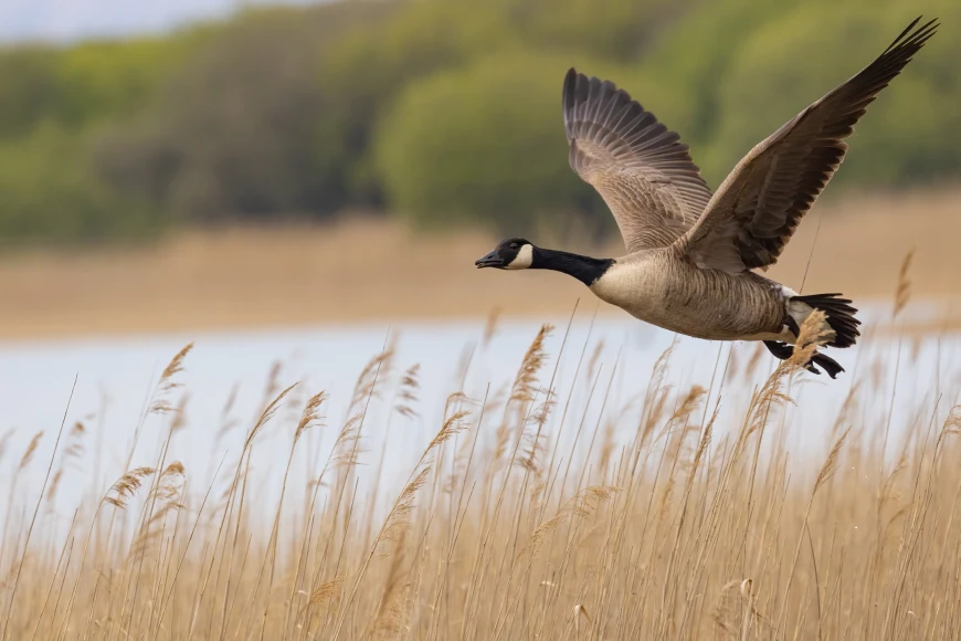 A Canada goose flying over marsh.