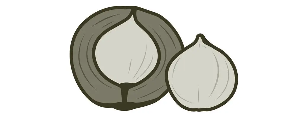 Hickory nuts