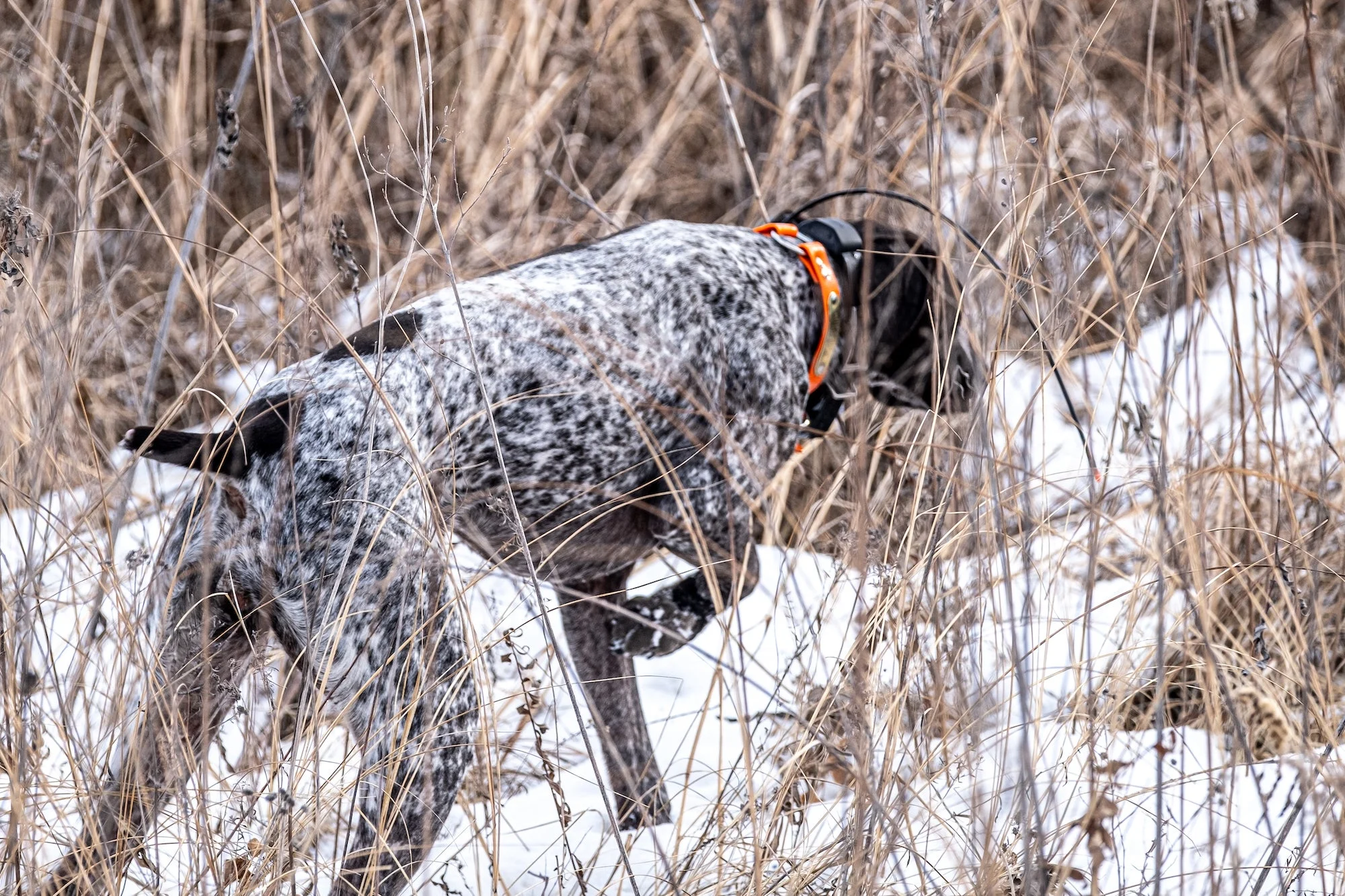 Upland hunting dog on point.