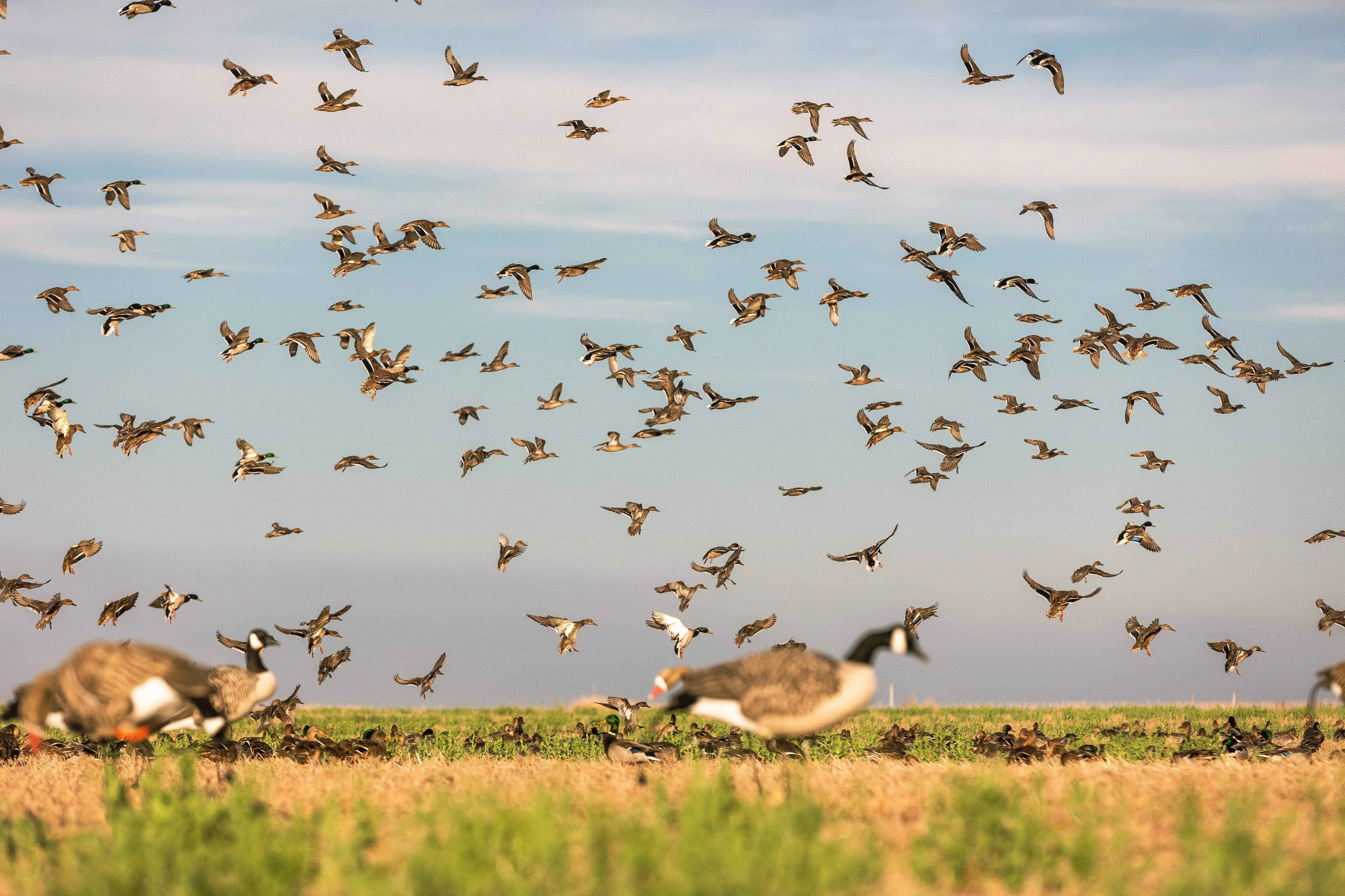 A flock of mallards landing in a field