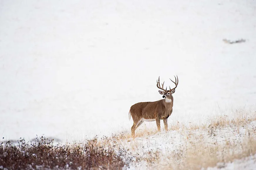 150-class Montana buck scans the snow-dusted prairie.