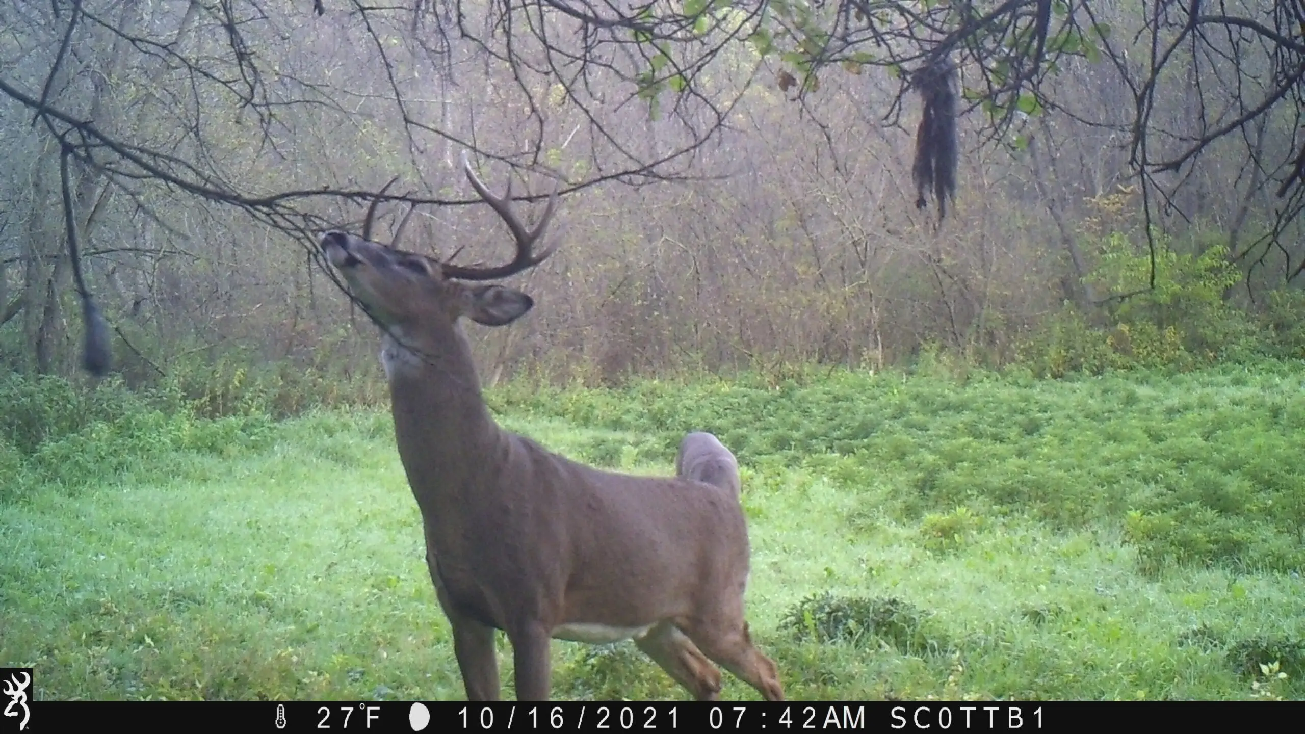 photo of whitetail buck