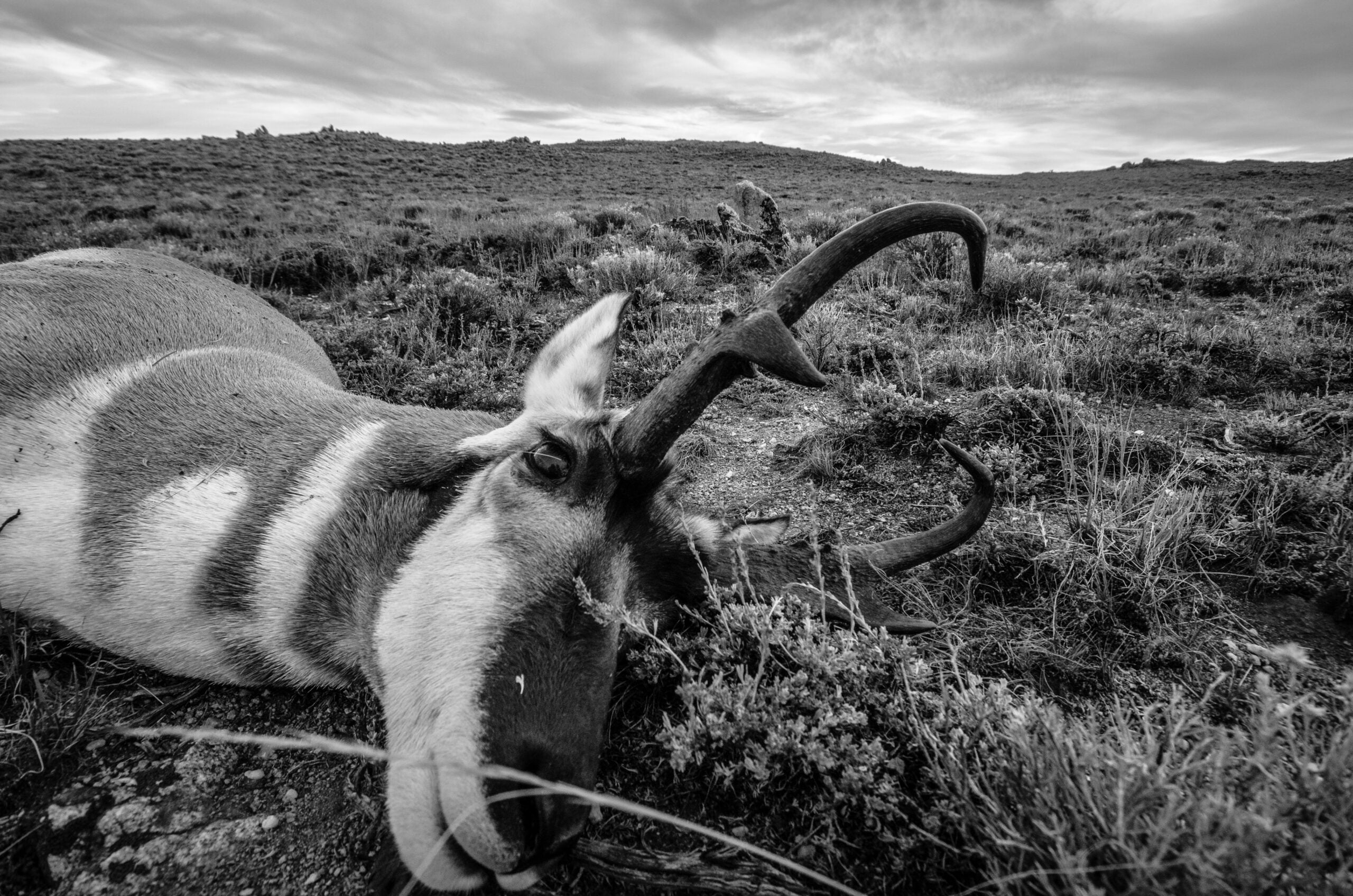pronghorn hunting in wyoming