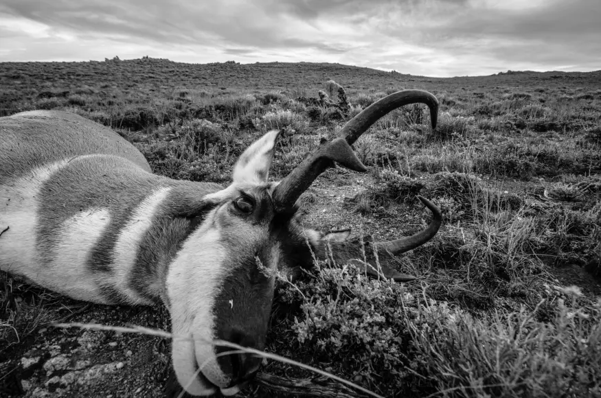 pronghorn hunting in wyoming