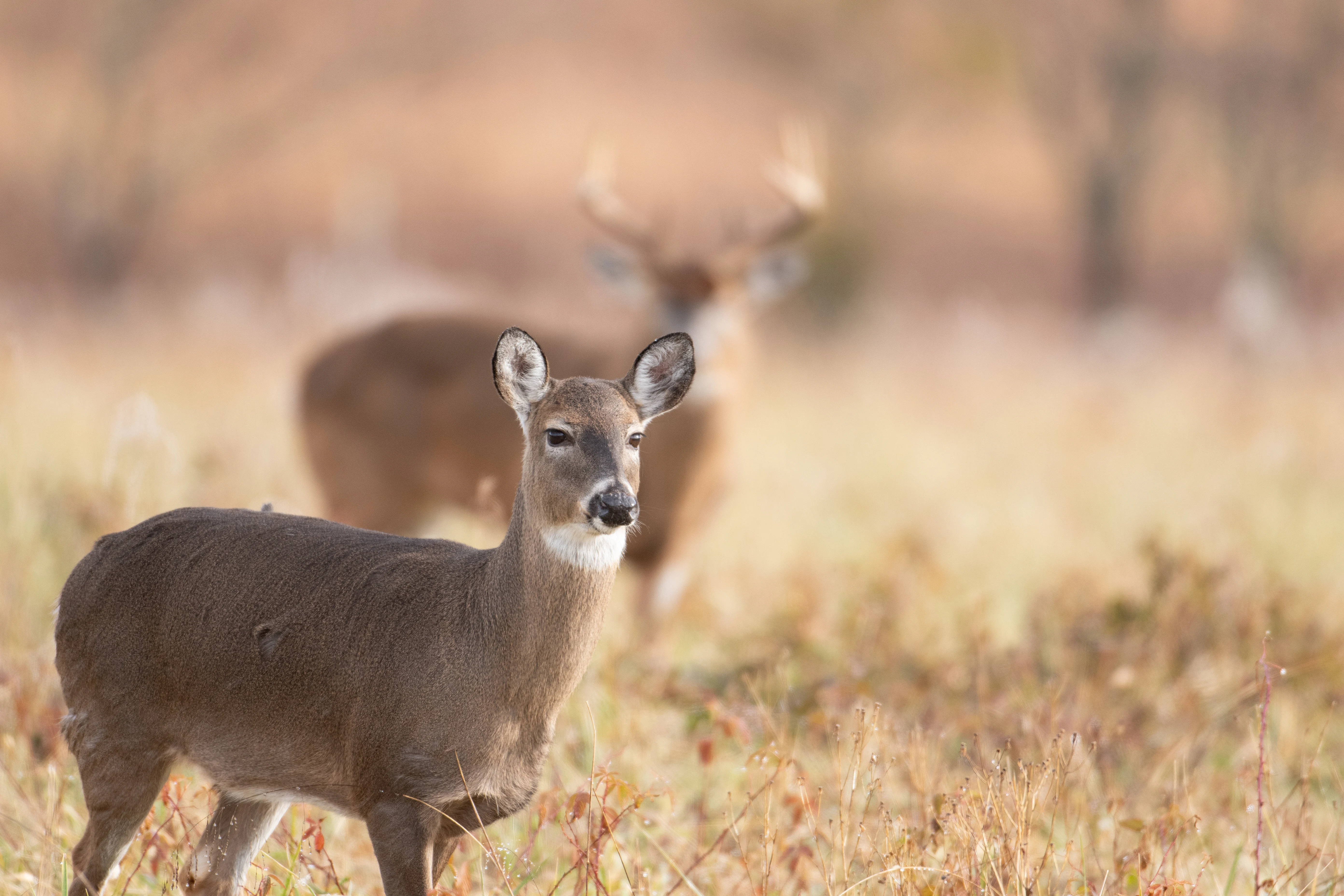 A doe whitetail deer in a field with a buck out of focus in the background. 