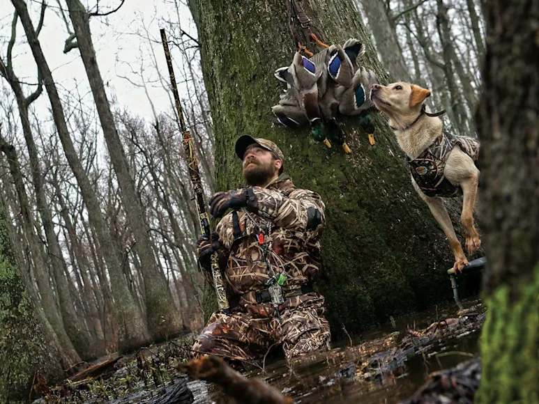 hunter and hunting dog mallards