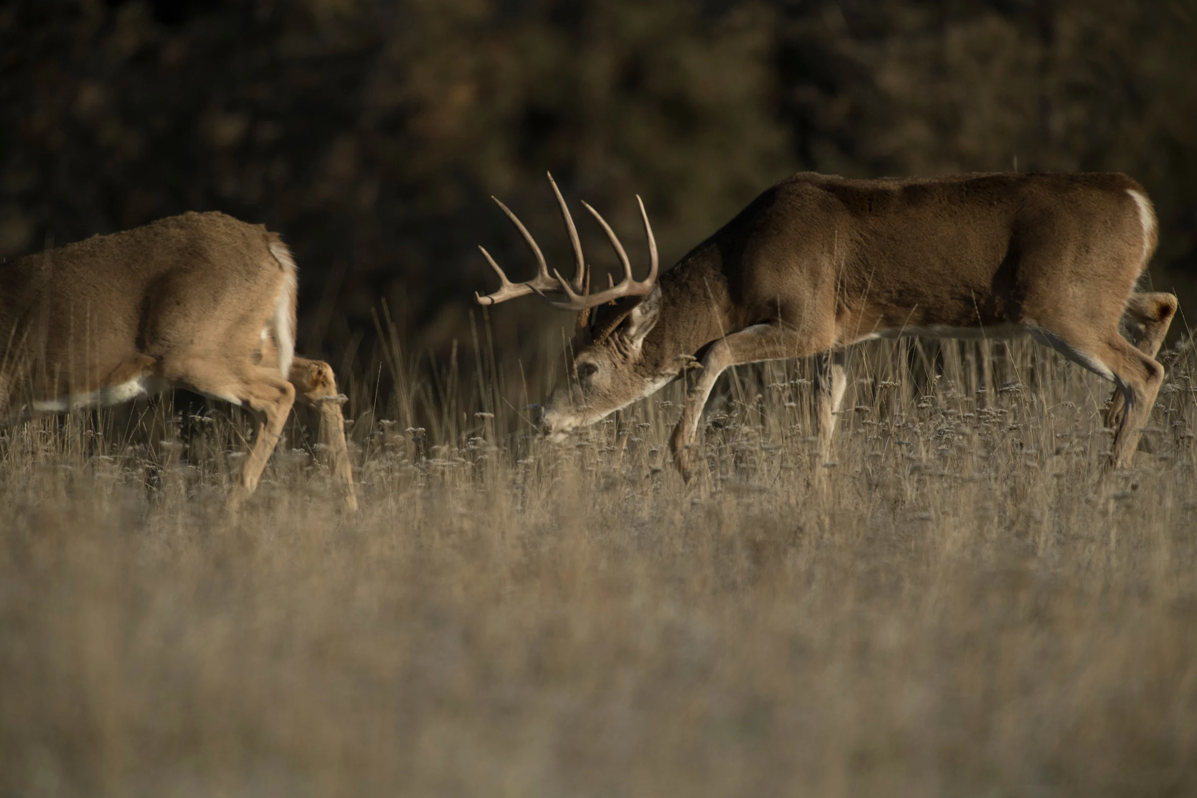 A whitetail buck follows closely behind a doe. 