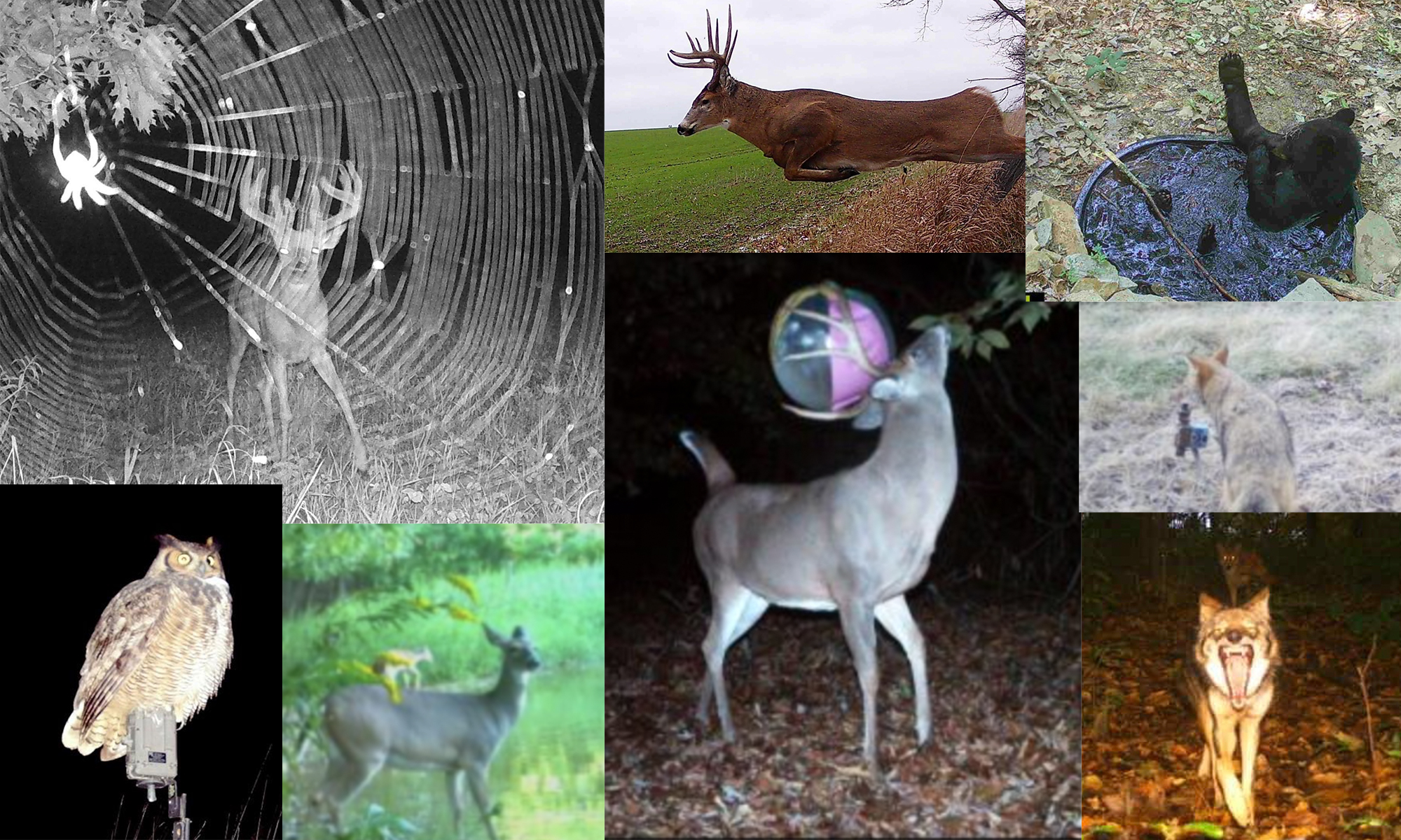 A selection of crazy trail camera photos.
