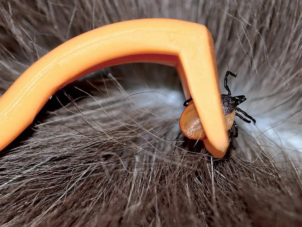 Picking a tick from hair