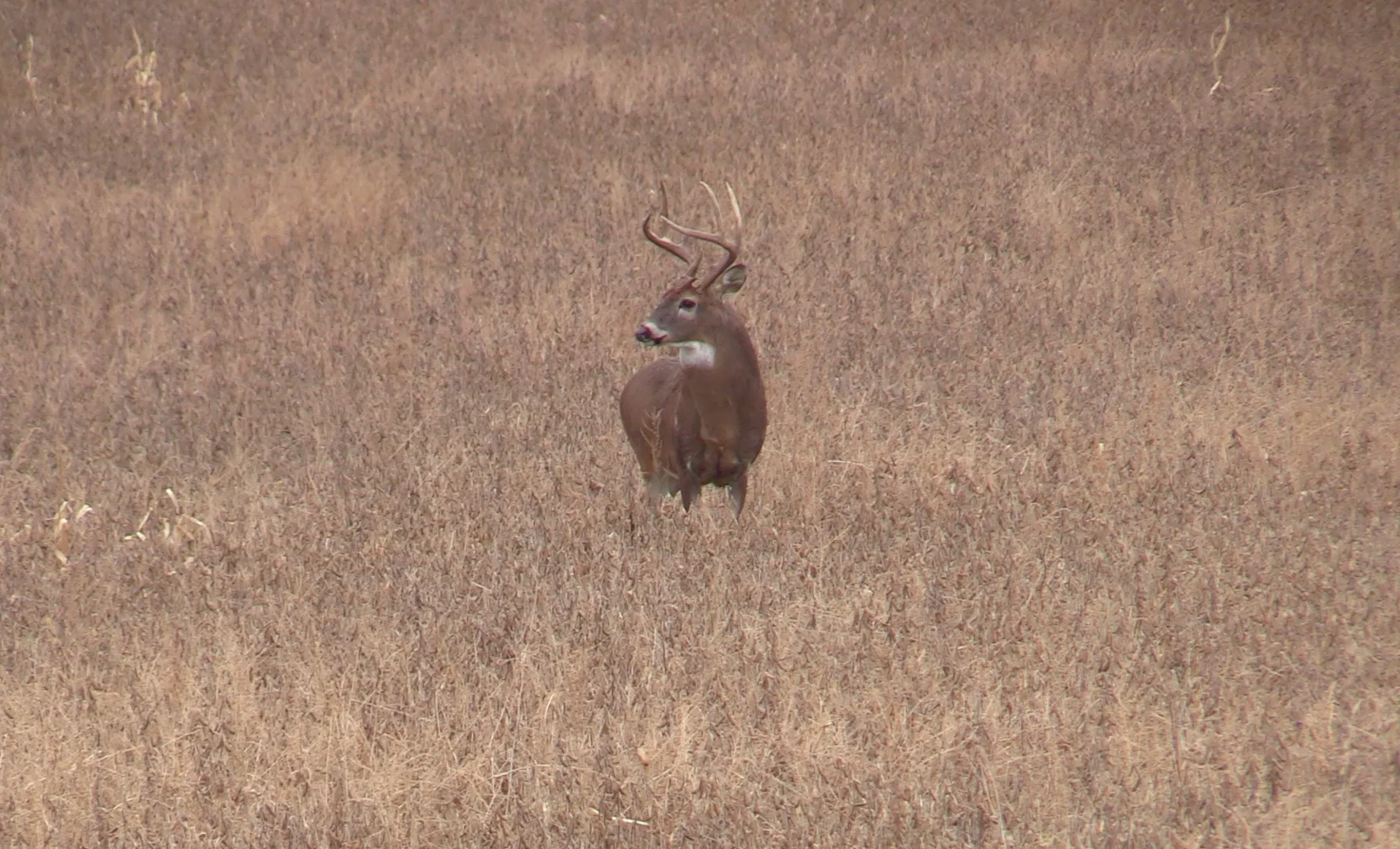 whitetail deer buck standing in the middle of a field.