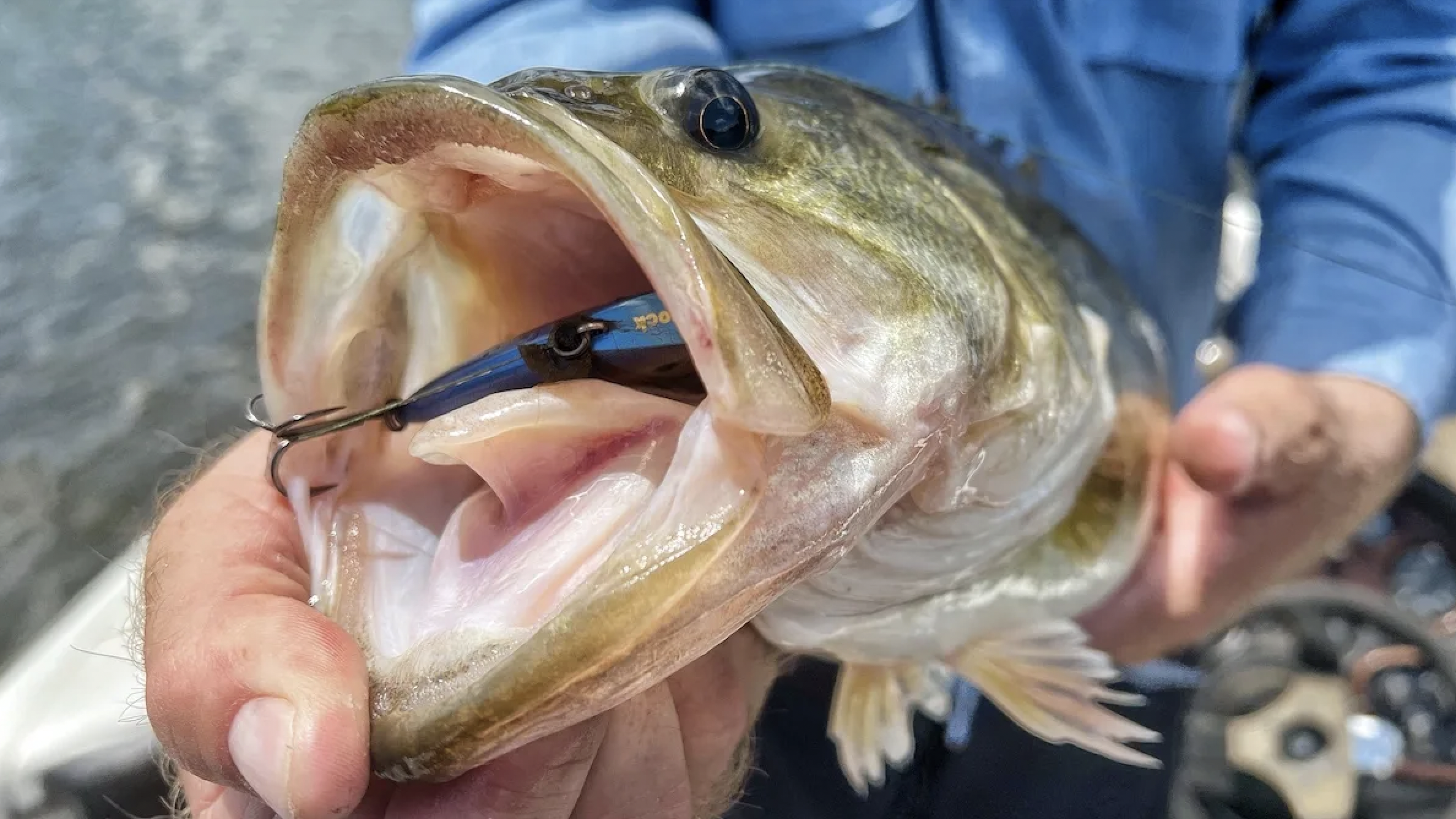 Fisherman leans over boat while lipping a bass and holding a fishing rod in the other hand