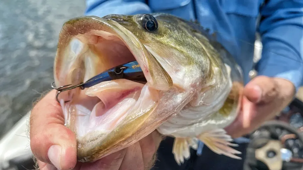 Fisherman leans over boat while lipping a bass and holding a fishing rod in the other hand