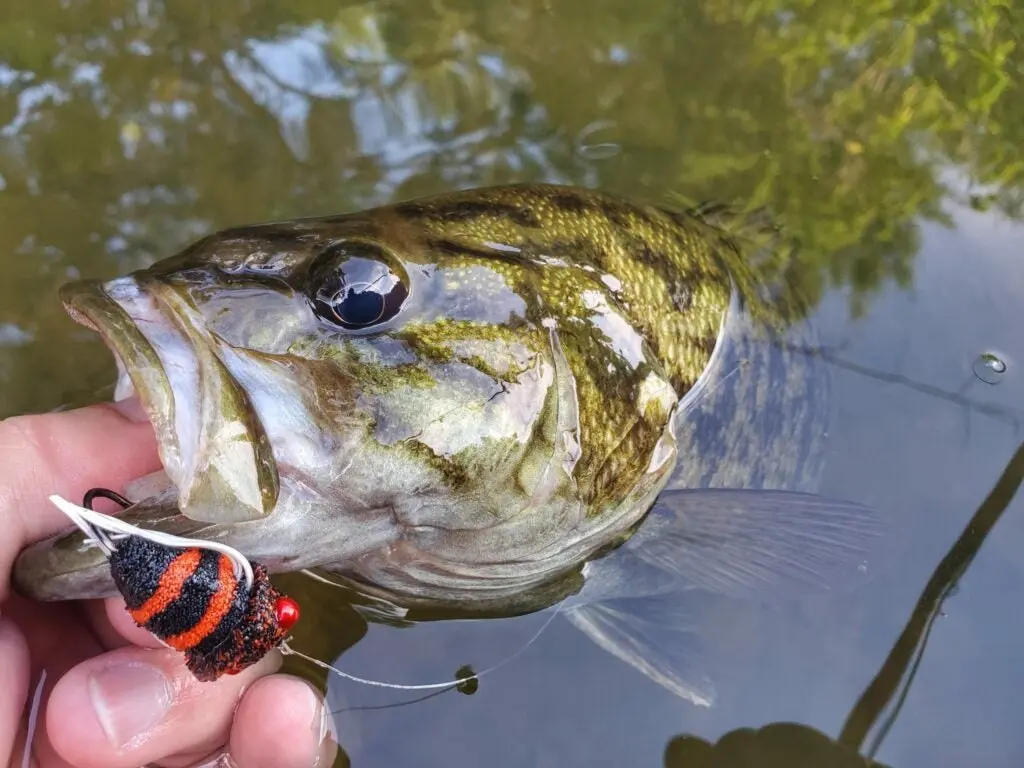 fish with cicada fly in its mouth.