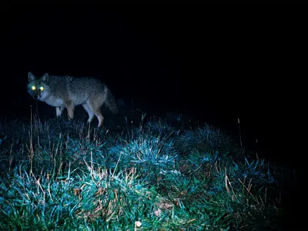 A large male coyote lopes in close and stares into the light.