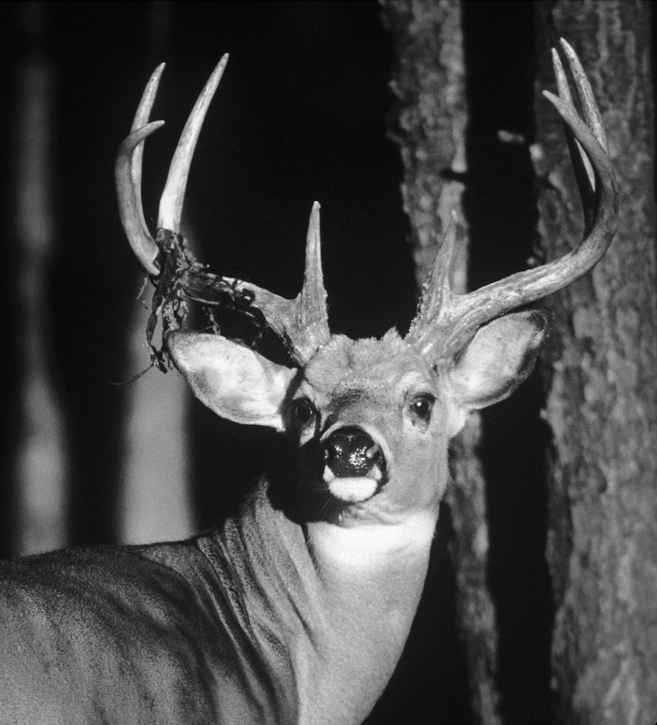 A big whitetail buck turns to look at the camera with woods in the background. 