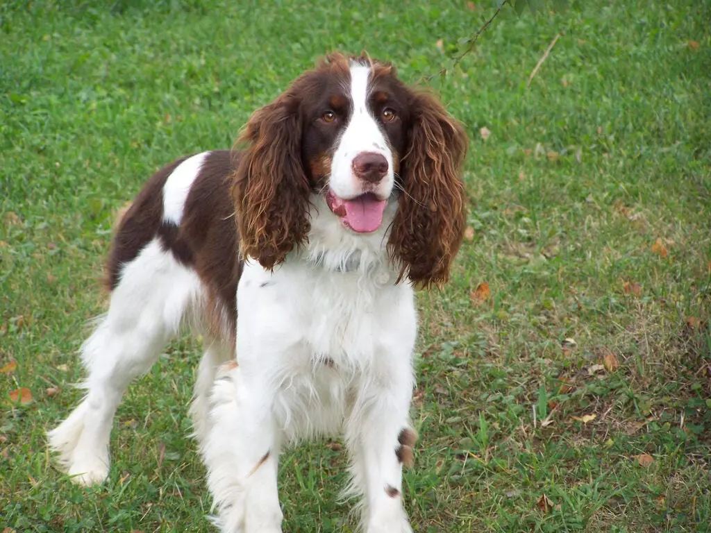 Springer Spaniel