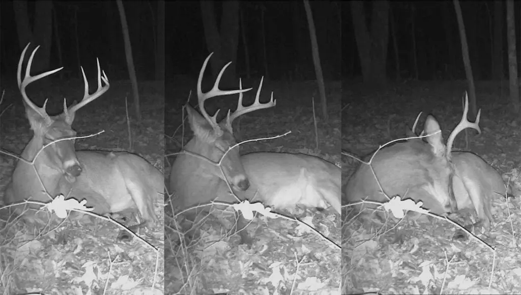 photo of whitetail buck sleeping