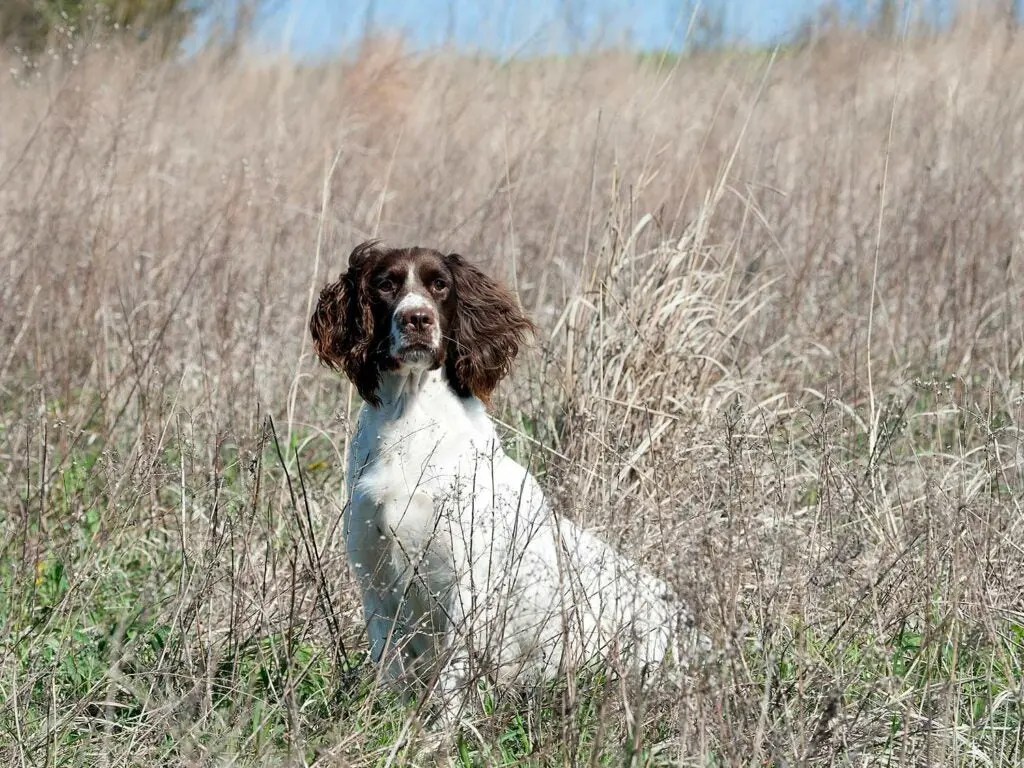 an english springer spaniel make a great flushing grouse dog