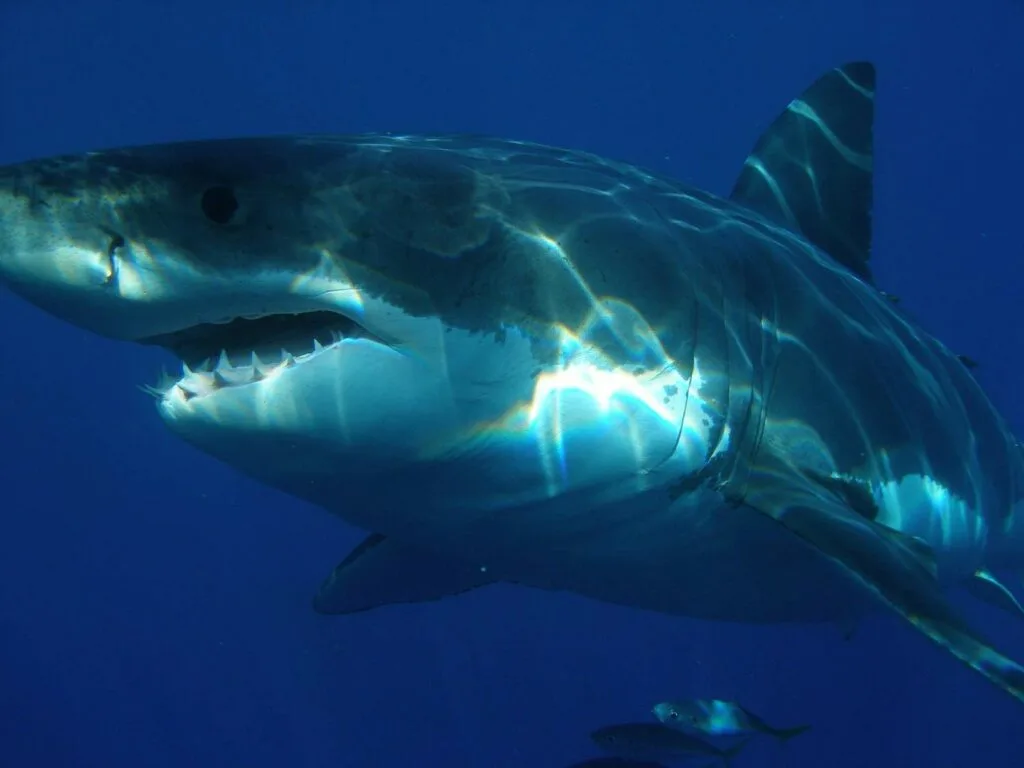 A great white shark underwater.