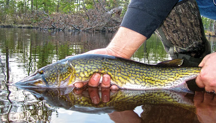 httpswww.fieldandstream.comsitesfieldandstream.comfilesimport2015Pickerel-2.png