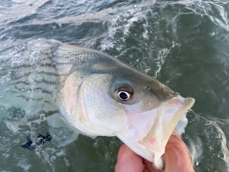 A fisherman uses his hand to grab a striped bass by the lip while surf fishing.