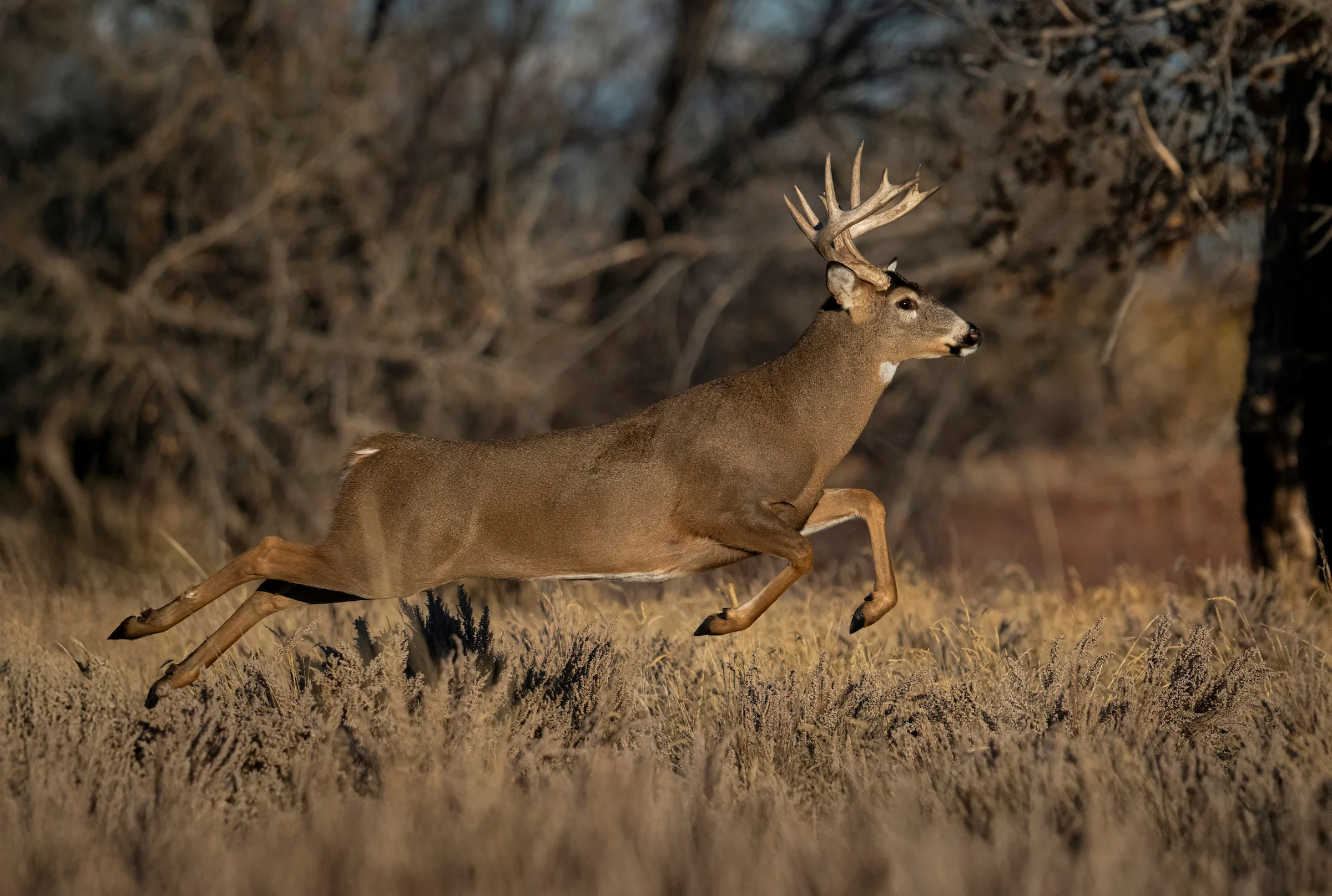 A whitetail buck bounds through the woods during the rut.