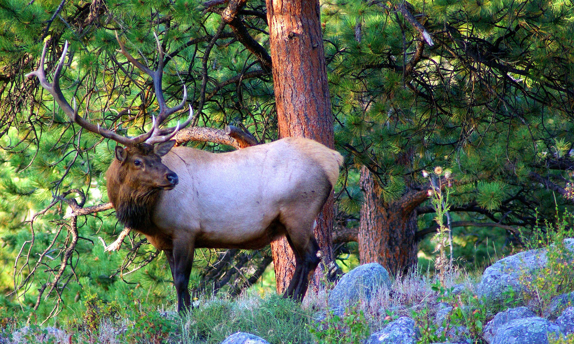 A bull elk stands at the edge of a meadow with pine trees behind him. 