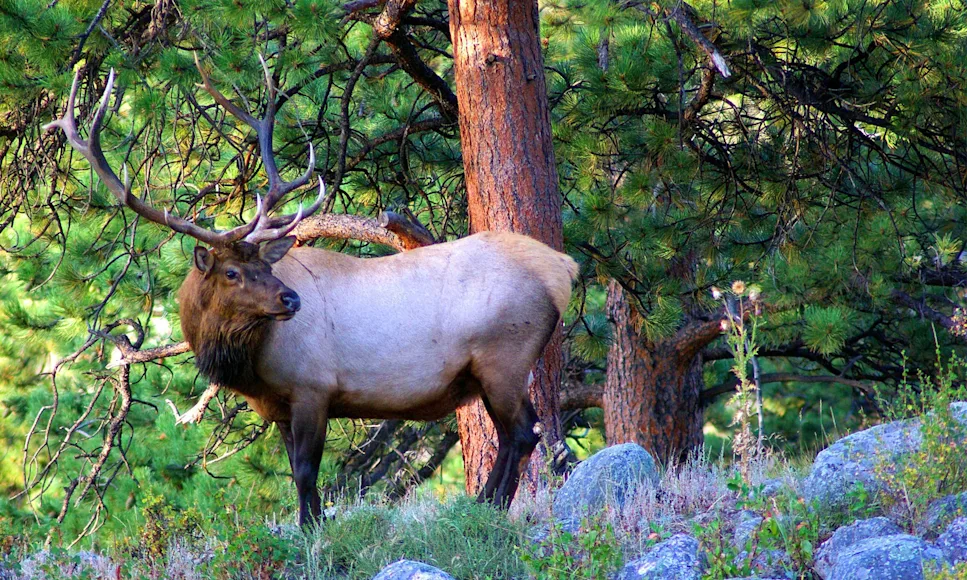 A bull elk stands at the edge of a meadow with pine trees behind him.