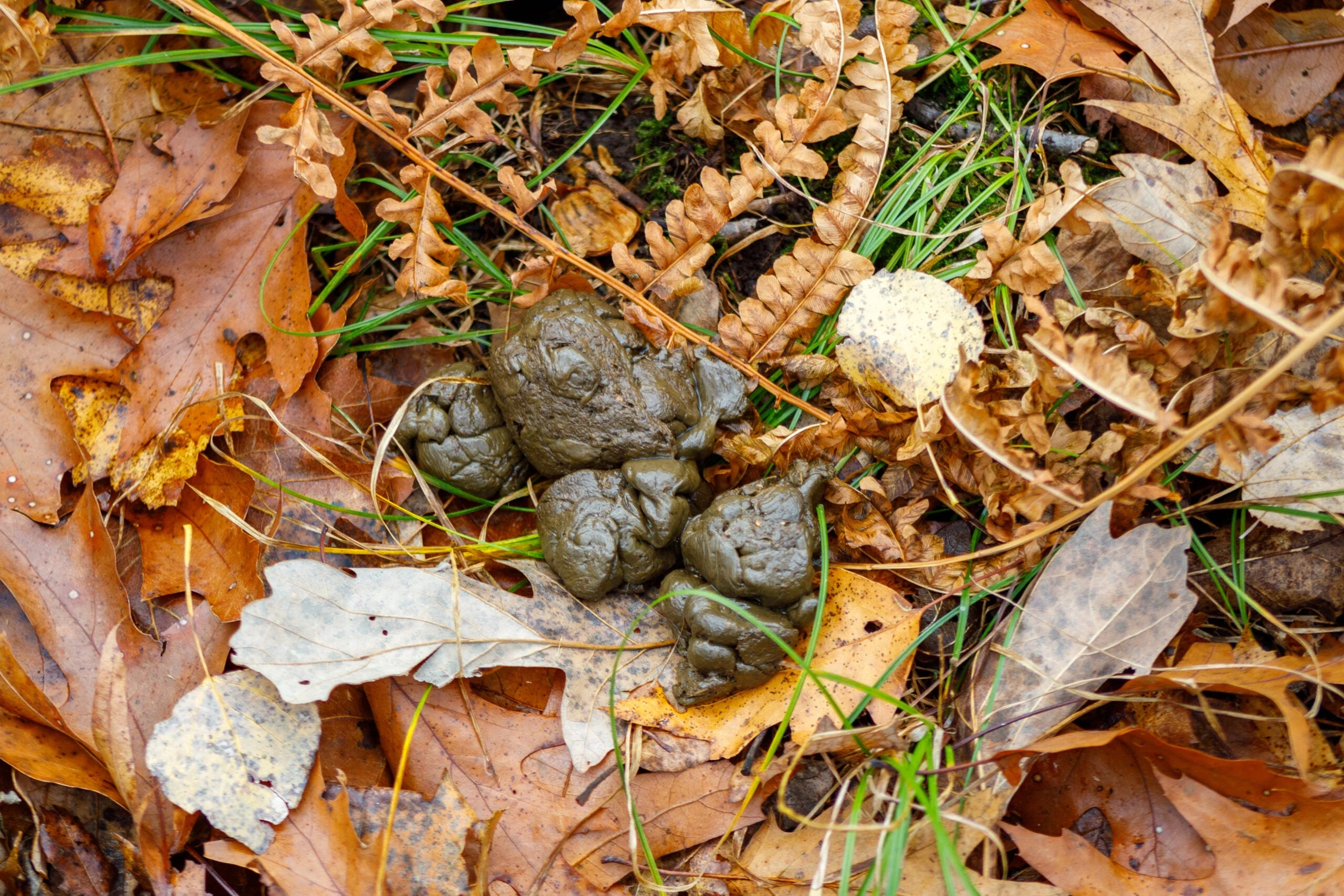 photo of deer scat