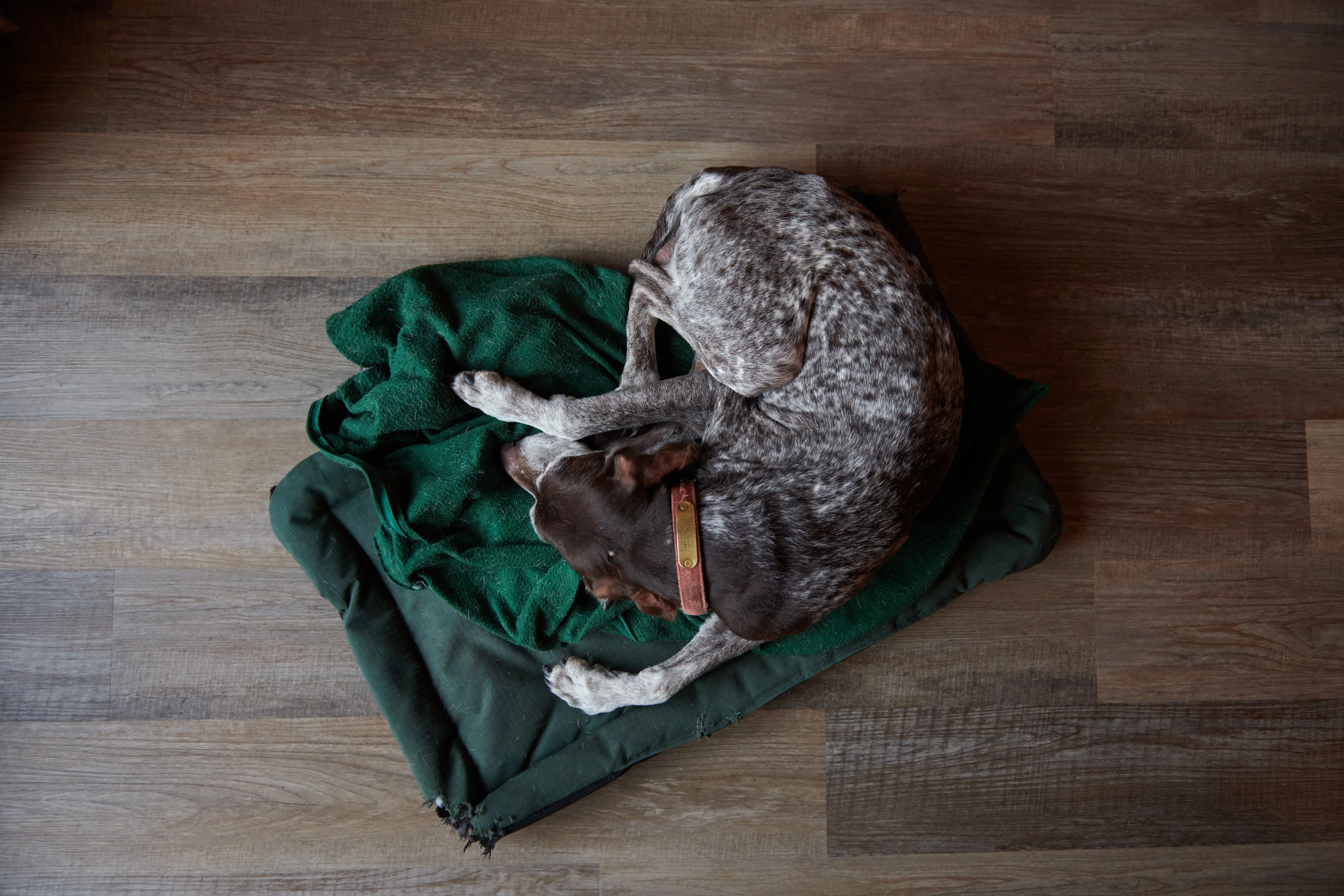 A German shorthair pointer sleeps on a green blanket on a wooden floor.
