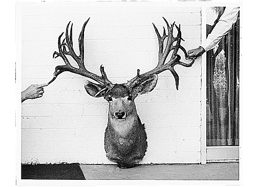 A vintage photo of a trophy mule deer. 